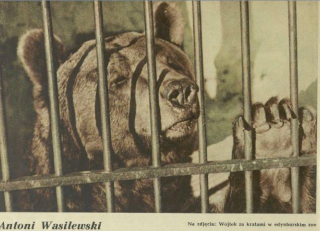 Illustration for article titled The Incredible Story of Wojtek, the Soldier Bear